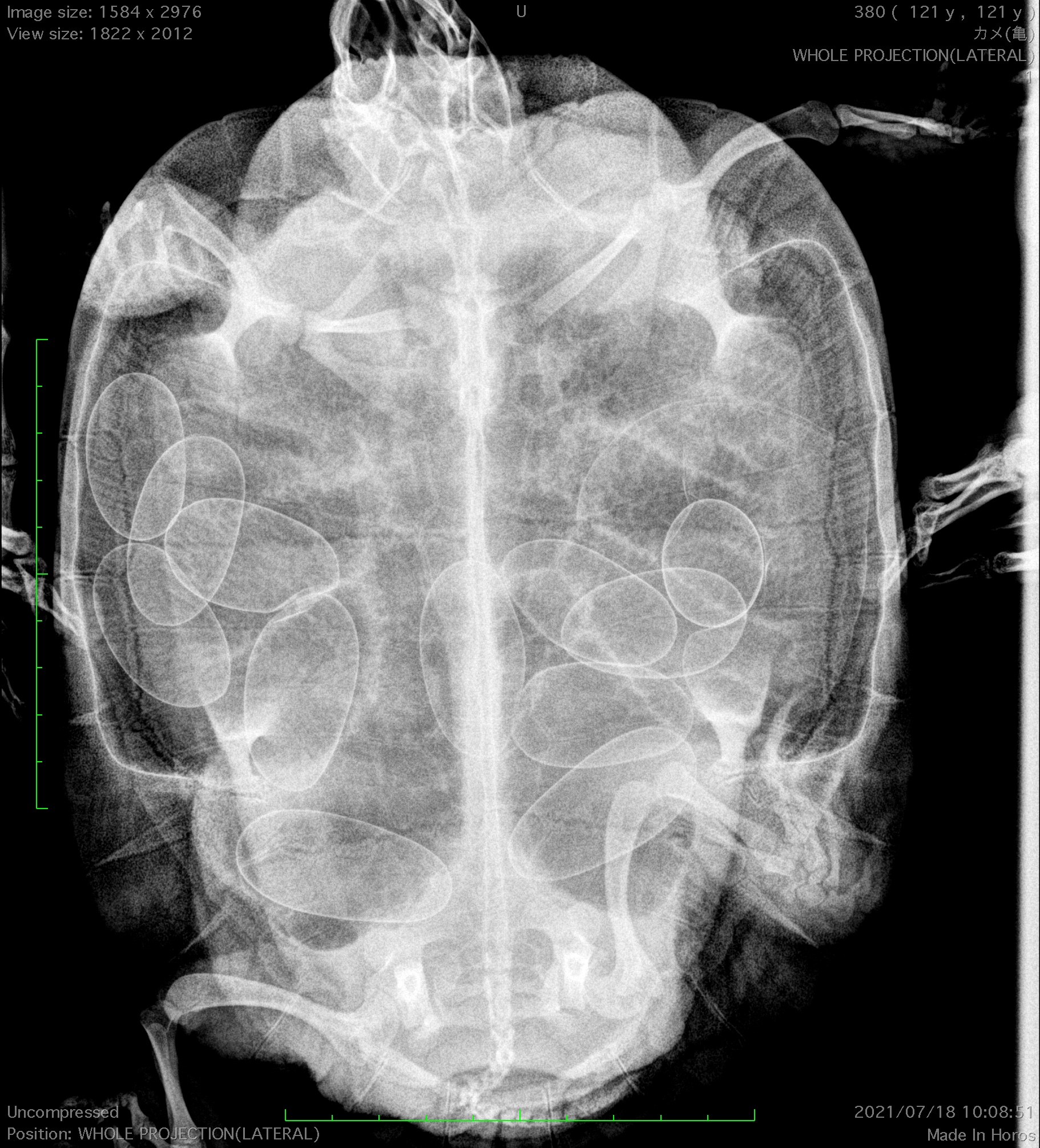 カメ ミシシッピアカミミガメ 卵詰まり 食欲不振 ラフ南田辺動物病院